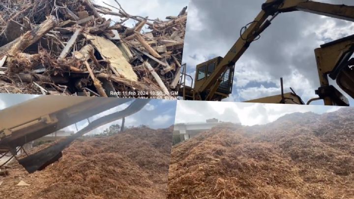 Tren Maya: Gobierno pulveriza Selva Maya, convierten en aserrín árboles talados; exhibe activista | VIDEO