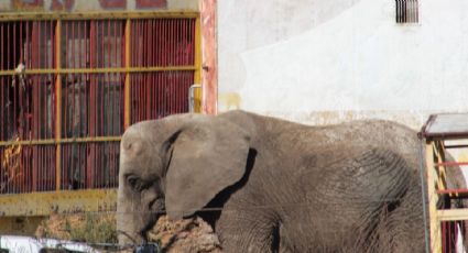 No solo es físico, elefanta Susy presenta malestar mental por la soledad, indica experta
