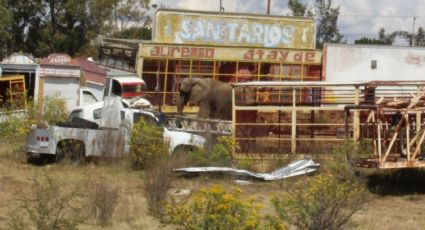 Susy, la primera elefanta futbolista del mundo, "pide" ser rescatada