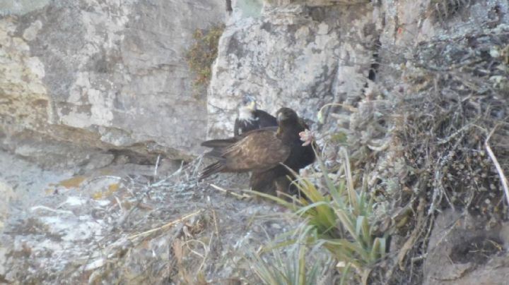 Guanajuato también es el hogar de la majestuosa águila real