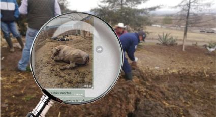 Supuesta muerte masiva de ganado: autoridades de Hidalgo hablan; esto sabemos oficialmente