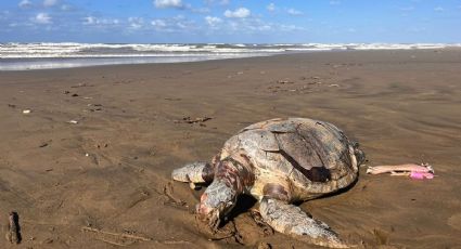 Localizan tortuga muerta en playa de Coatzacoalcos; la primera de 2024