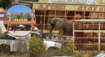 Zoológico de León daría la bienvenida a Susy la elefanta: Municipio está listo para recibirla