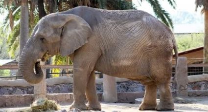 ¿Por qué se murió un elefante en el Zoológico de León?