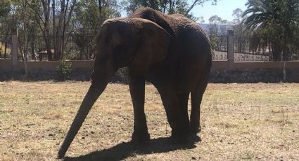 El Zoológico de León será el hogar temporal de Annie la elefanta