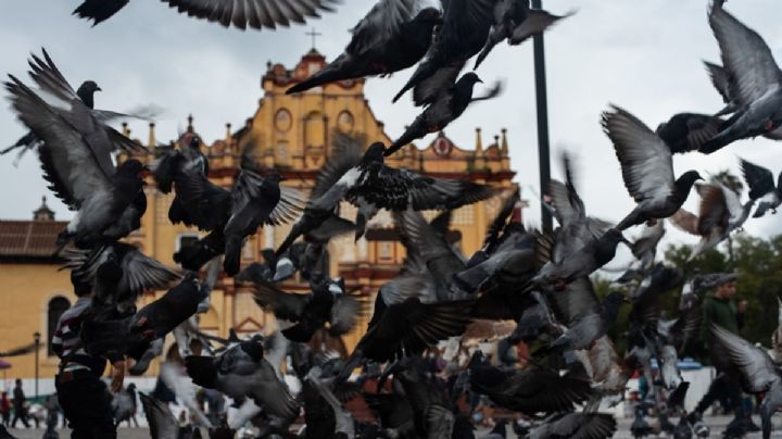 Iglesias en Chiapas bajo el yugo del crimen, 10 municipios cierran templos