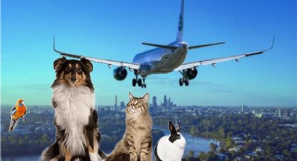 ¿Qué necesito para viajar en avión con mi mascota en vacaciones de Semana Santa 2024?