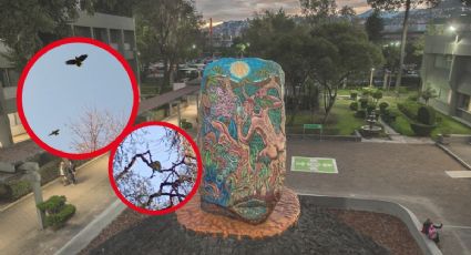 FES Acatlán UNAM: Alumna capta loros en árboles | VIDEOS