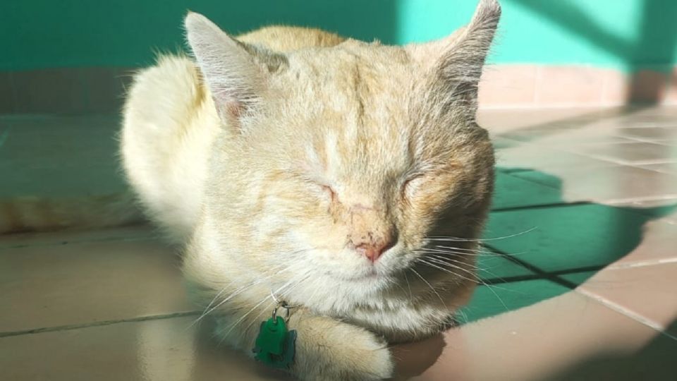 Freddie es un gato que fue diagnosticado con Sida Felino