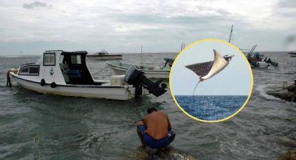 Pescadores grabaron a enorme mantarraya en playas de Alvarado, Veracruz