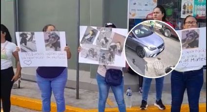 Piden donaciones para pagar cirugía de Muñeca, perrita atropellada en Veracruz