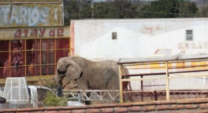 La elefanta Annie sigue asegurada en el predio basuriento de los Atayde ¿Por qué no se la han llevado?