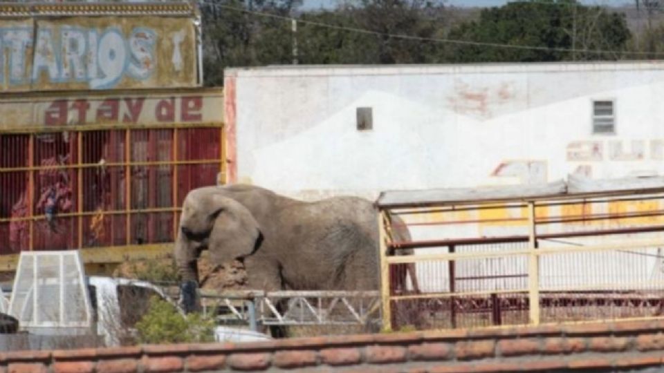Así fue encontrada la elefanta Annie. Vive hasta el momento en el predio en el que vivió por más de 8 años