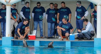 ¿Cuándo abre el nuevo Lobario del Aquarium de Veracruz?