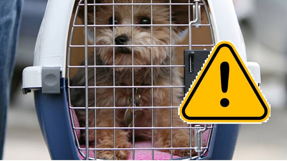 Denuncian robo de perro y tunden a los dueños en redes,..., por irresponsables