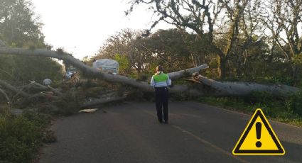 Cae árbol en carretera Coatepec - Tuzamapan y cierra vialidad