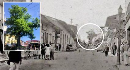 Esta es la historia de El Árbol de Xalapa; famoso referente desde hace más de 100 años