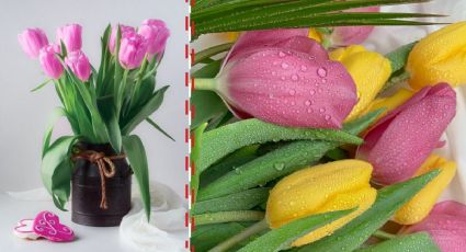 Día San Valentín: ¿Qué significa regalar tulipanes el 14 de febrero?