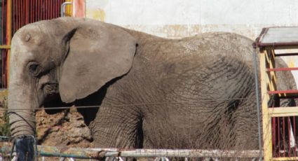 Captamos a una elefanta flaca y esquelética que sufre el olvido del circo Atayde ; vive peor que antes