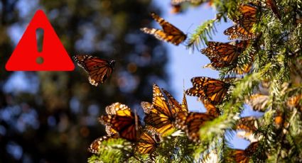 ¿Cuáles son los 3 factores que han ahuyentado la llegada de la mariposa monarca a México?