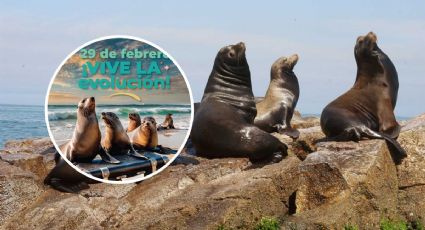 Con "Ambientón", abrirán recinto de lobos marinos en el Aquarium de Veracruz