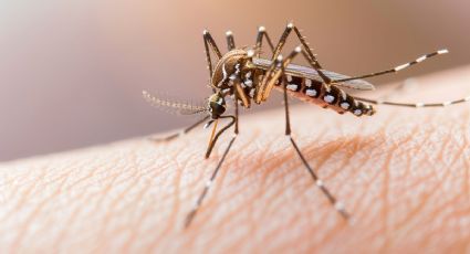 Dengue en el mundo: Brasil, Ecuador y Perú, crecen casos a cifras alarmantes