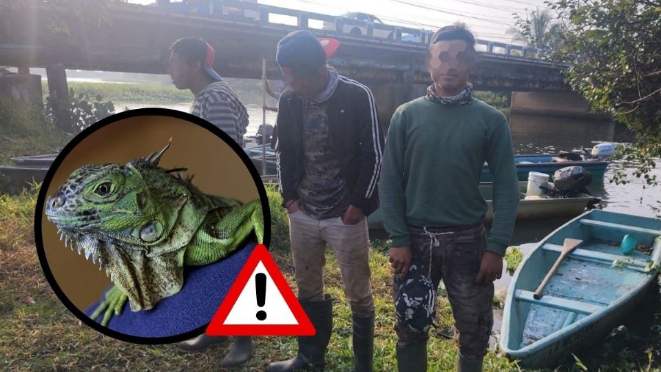 Caen 3 presuntos traficantes de iguanas en el sur de Veracruz