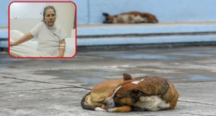 Ana rescata perros y gatos, tras enfermar y no poder trabajar ahora vende sus muebles para darles de comer
