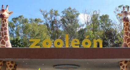 Zoológico de León: horarios, juegos y actividades en Semana Santa y Pascua 2024