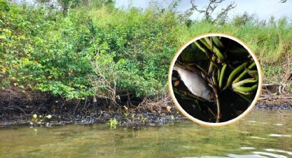Derrame de hidrocarburo provoca mortandad de peces en río Coatzacoalcos