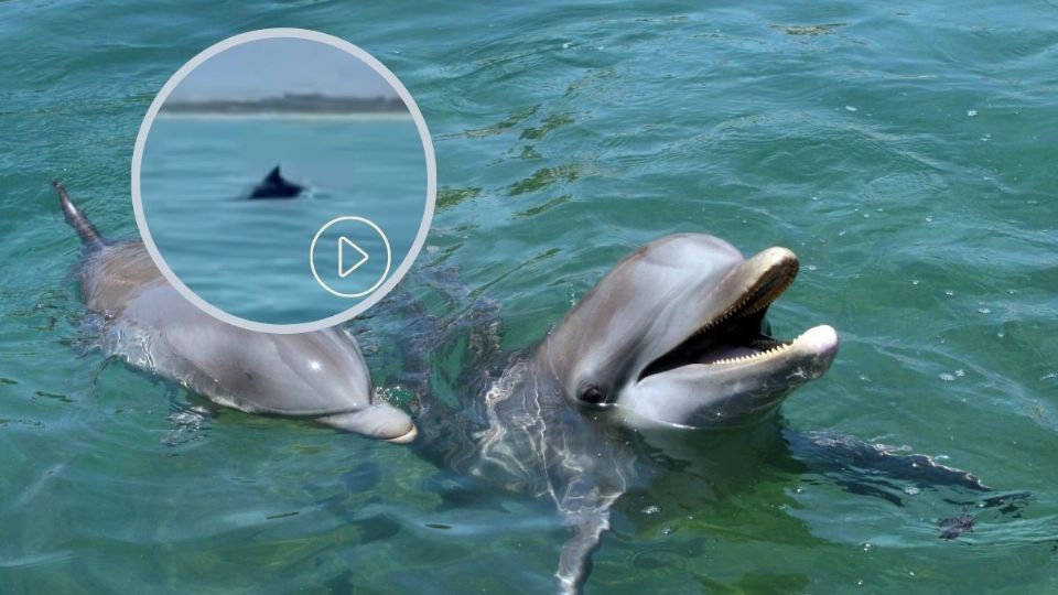 Captan en video a delfines nadando en playa de Los Tuxtlas, cerca de Roca Partida