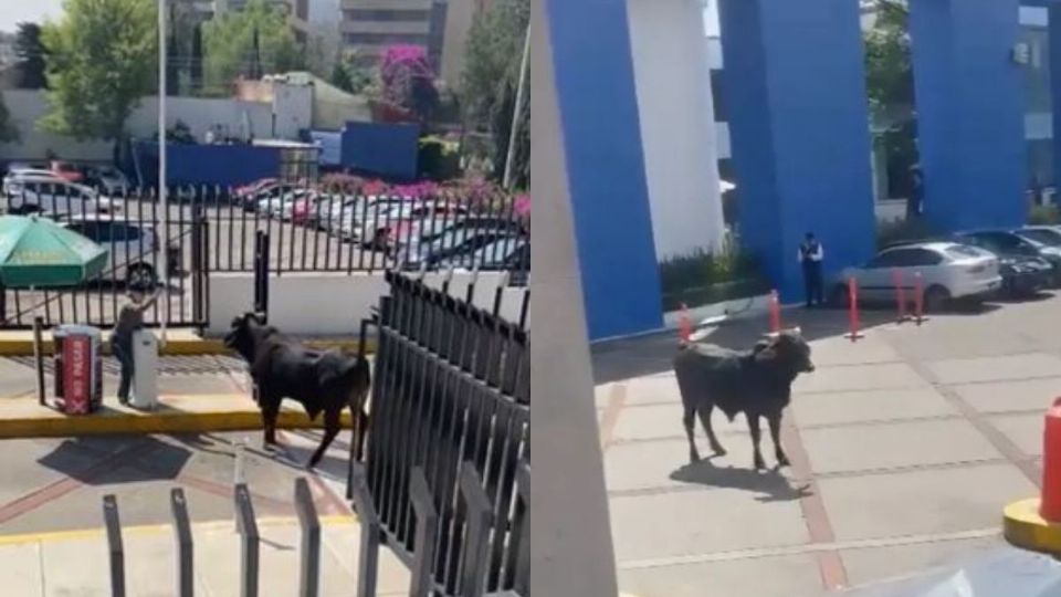 Captan a un TORO deambulando en La Salle en el Pedregal