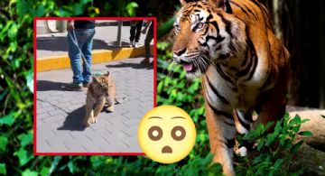 Hombre pasea por calles de Tulancingo con un tigre, circulan fotos y videos