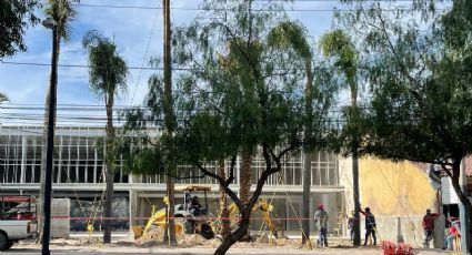 Construyen centro comercial en Mariano Escobedo, pero les estorban 7 palmeras: ¿las cortarán?