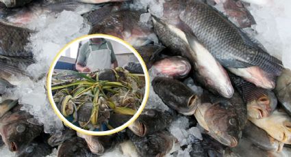 ¿Cuánto aumentará el pescado y marisco en Semana Santa en Veracruz?