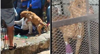 Taxco: ¿Qué pasó con el perro rescatado en linchamiento por caso Camila?