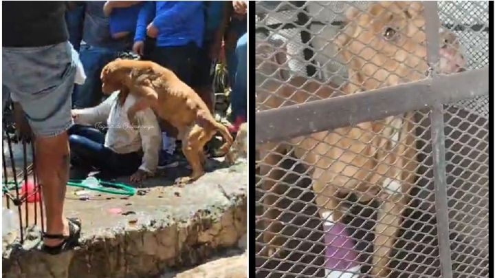 Taxco: ¿Qué pasó con el perro rescatado en linchamiento por caso Camila?