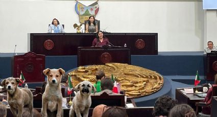 En Hidalgo ya es delito abandonar a mascotas, estas son las sanciones