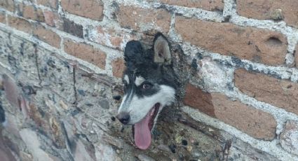 Bomberos rescatan a perrito: su cabeza se atoró en una tubería en Rivera de la Presa