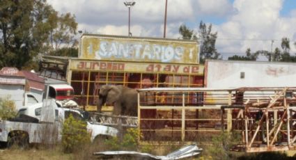 Zoológicos de León y Guadalajara se disputan el resguardo de Annie la elefanta