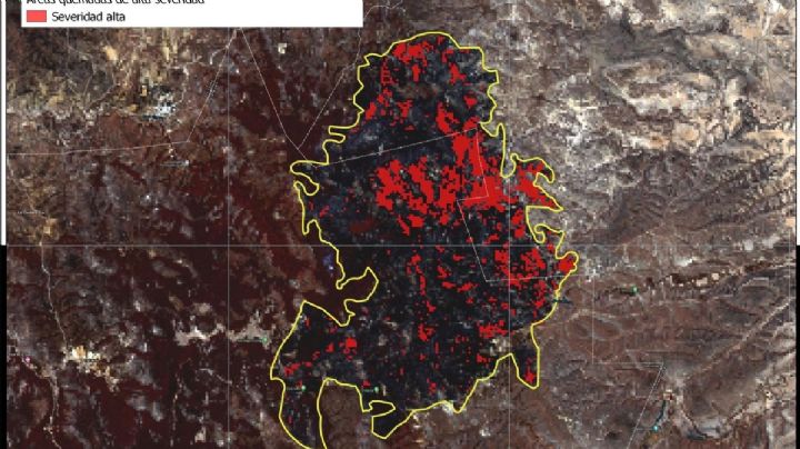Incendio forestal en Sierra de Santa Rosa afectó 2,334 hectáreas de bosque de encino