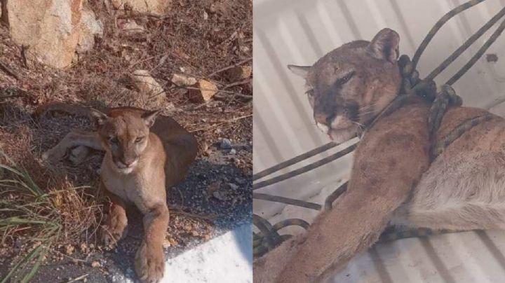 ¿Qué pasó con el puma atropellado en Michoacán? Esto sabemos| VIDEO