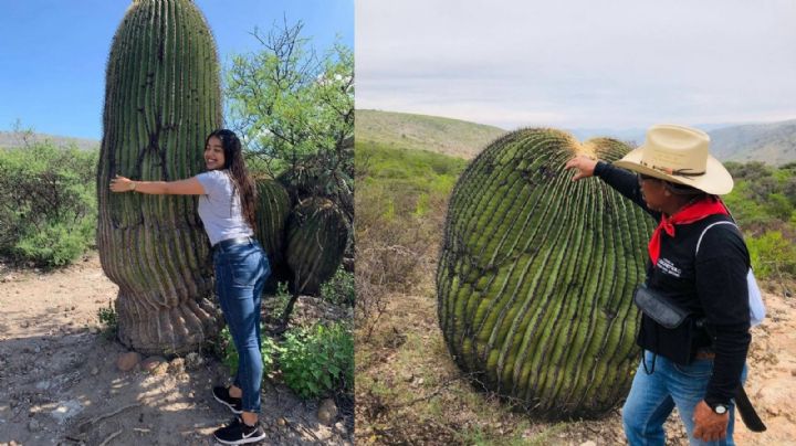 Una Tierra de Gigantes: así es este desconocido y raro lugar en medio de la sierra en Guanajuato