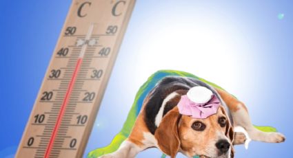 Cuida a tu mascota de los golpes de calor, ¡habrá hasta 40 grados esta semana!