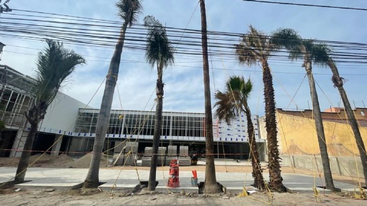 Transplantan 8 palmeras para no cortarlas en centro comercial