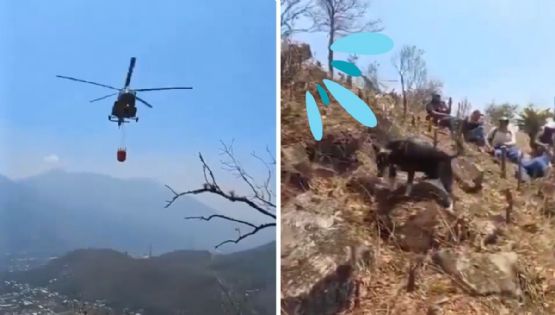 Helicóptero cisterna "baña" con agua a perro brigadista, en incendio de Río Blanco