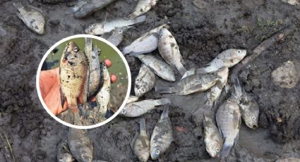 Sequía provoca muerte de miles de peces en presa de Tantoyuca