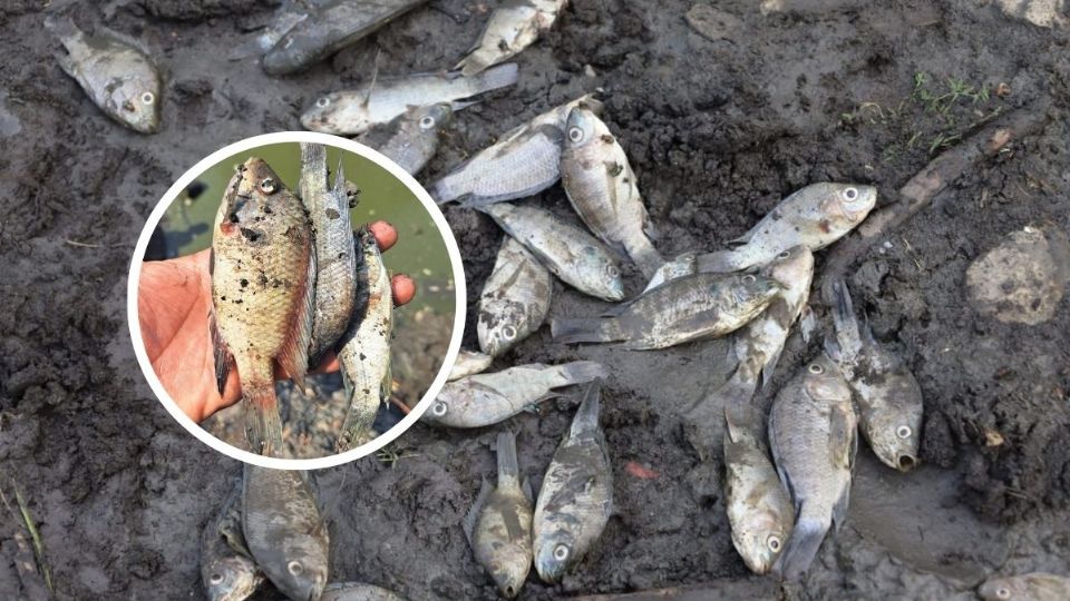 Habitantes realizan el traslado de peces a otros cuerpos de agua