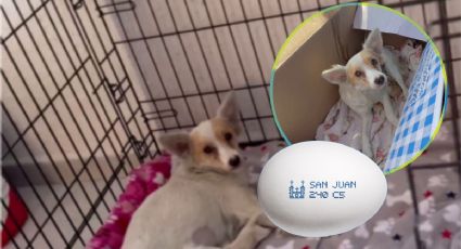 Abandonan a perros en una caja de huevos, empresa promete ayuda | VIDEO