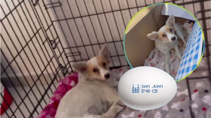 Abandonan a perros en una caja de huevos, empresa promete ayuda | VIDEO